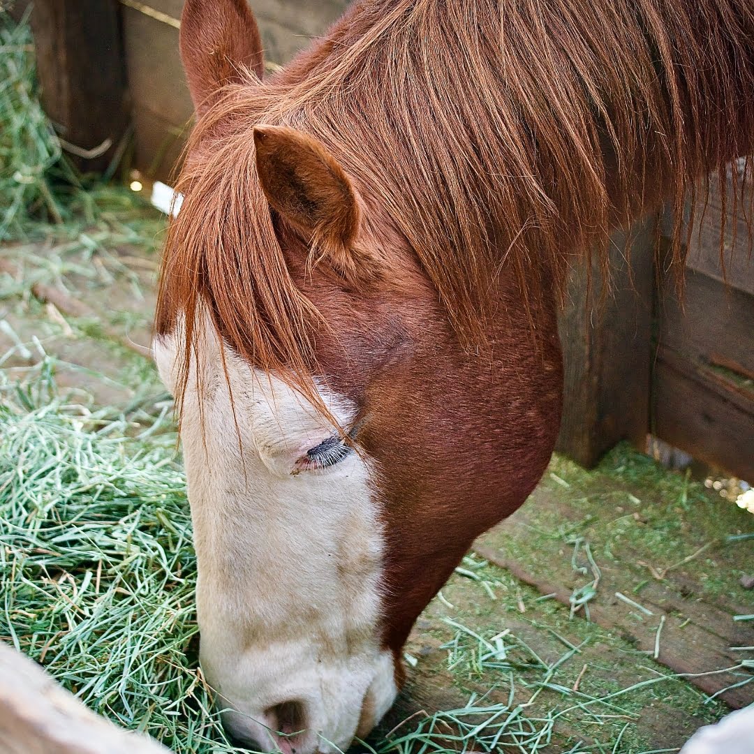 Alimentación de Caballos: 9 Pasos para una Nutrición Óptima