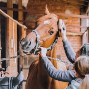 Aseo de Caballos: ¿Cómo Cepillar o Bañar a un Caballo?