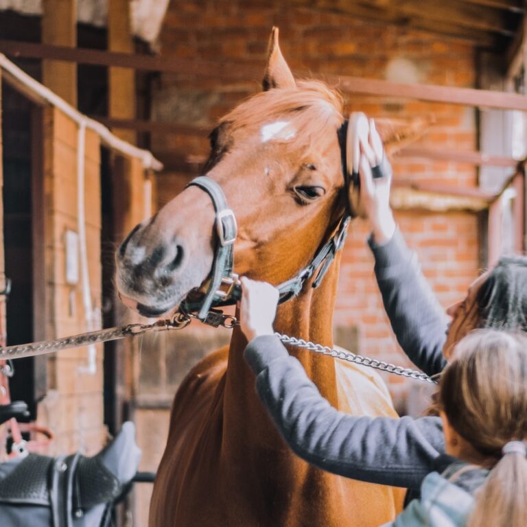 Aseo de Caballos: ¿Cómo Cepillar o Bañar a un Caballo?