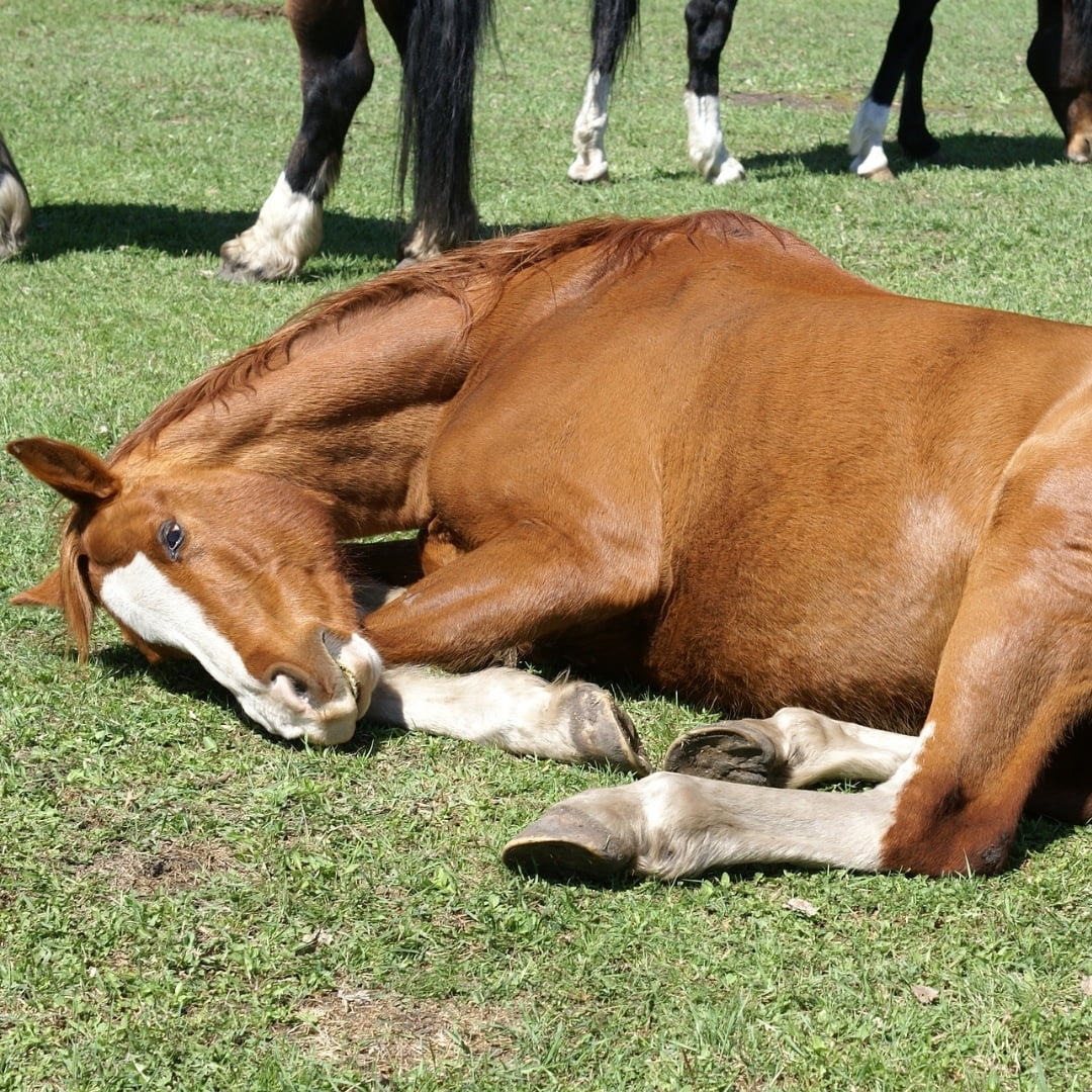 Cólico Equino: Todo Acerca de los Cólicos en los Caballos