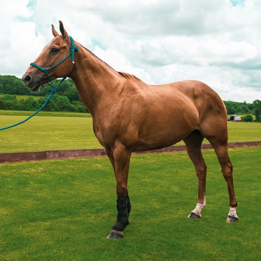 Evaluación de Condición Corporal de Caballos: Sistema de Henneke