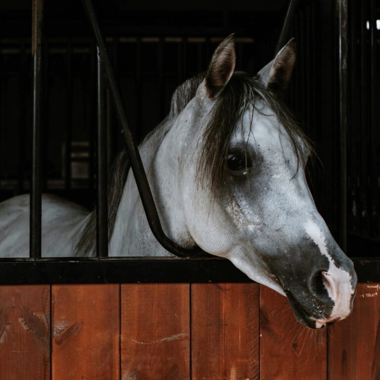 Cuidado de Caballos: Los 12 Cuidados Básicos de los Caballos