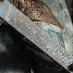 Cuidado de los Cascos de Caballos: Consejos Básicos