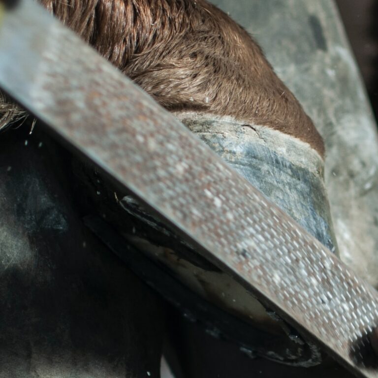 Cuidado de los Cascos de Caballos: Consejos Básicos