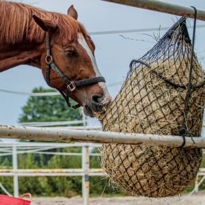 Dieta Balanceada Para Caballos: Raciones Diarias Recomendadas