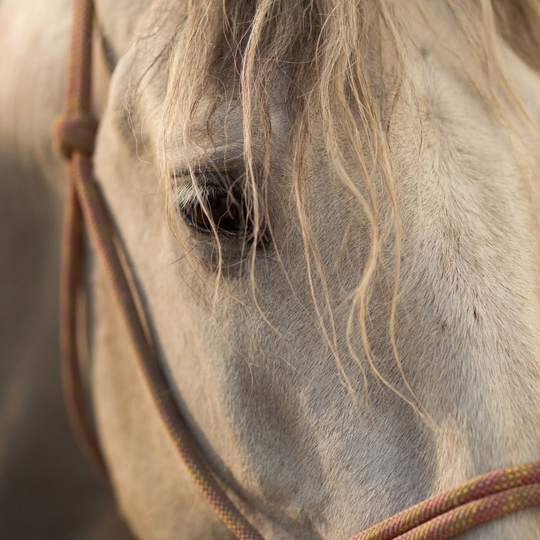 Examen Físico Equino: Revisión Rutinaria de Salud de Caballos