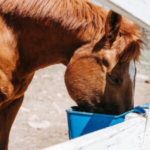 Reglas de Alimentación de Caballos: ¿Cómo Alimentar a un Caballo?