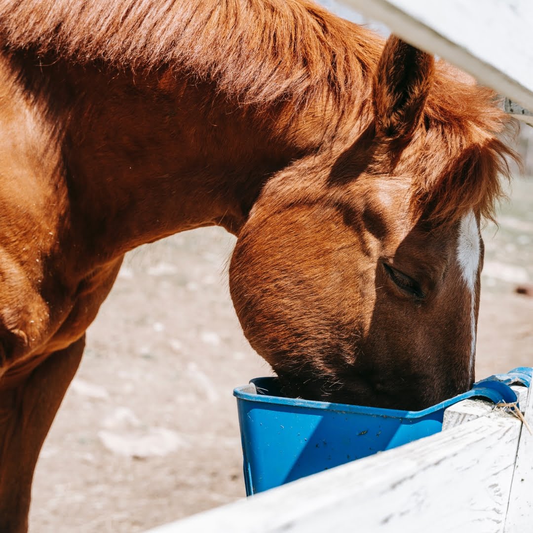 Reglas de Alimentación de Caballos: ¿Cómo Alimentar a un Caballo?