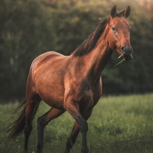 Requerimientos Nutricionales de Caballos: Energía para el Ejercicio