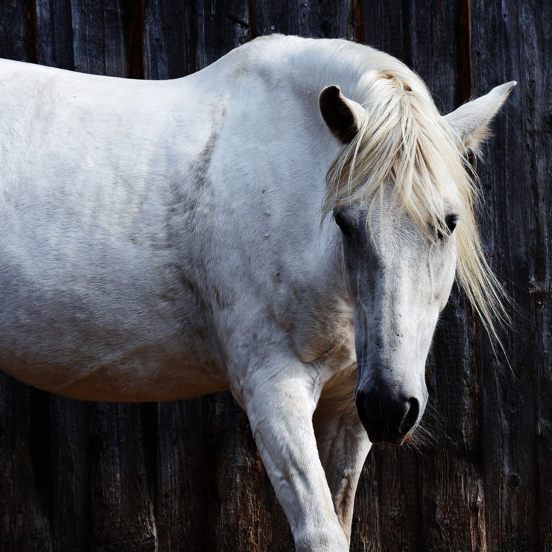 Síntomas de Cólico Equino: 20 Signos de Dolor Abdominal