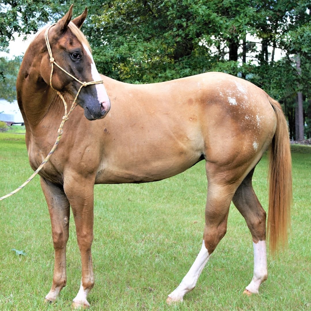 Sistema Digestivo Equino: Tracto Gastrointestinal de los Caballos