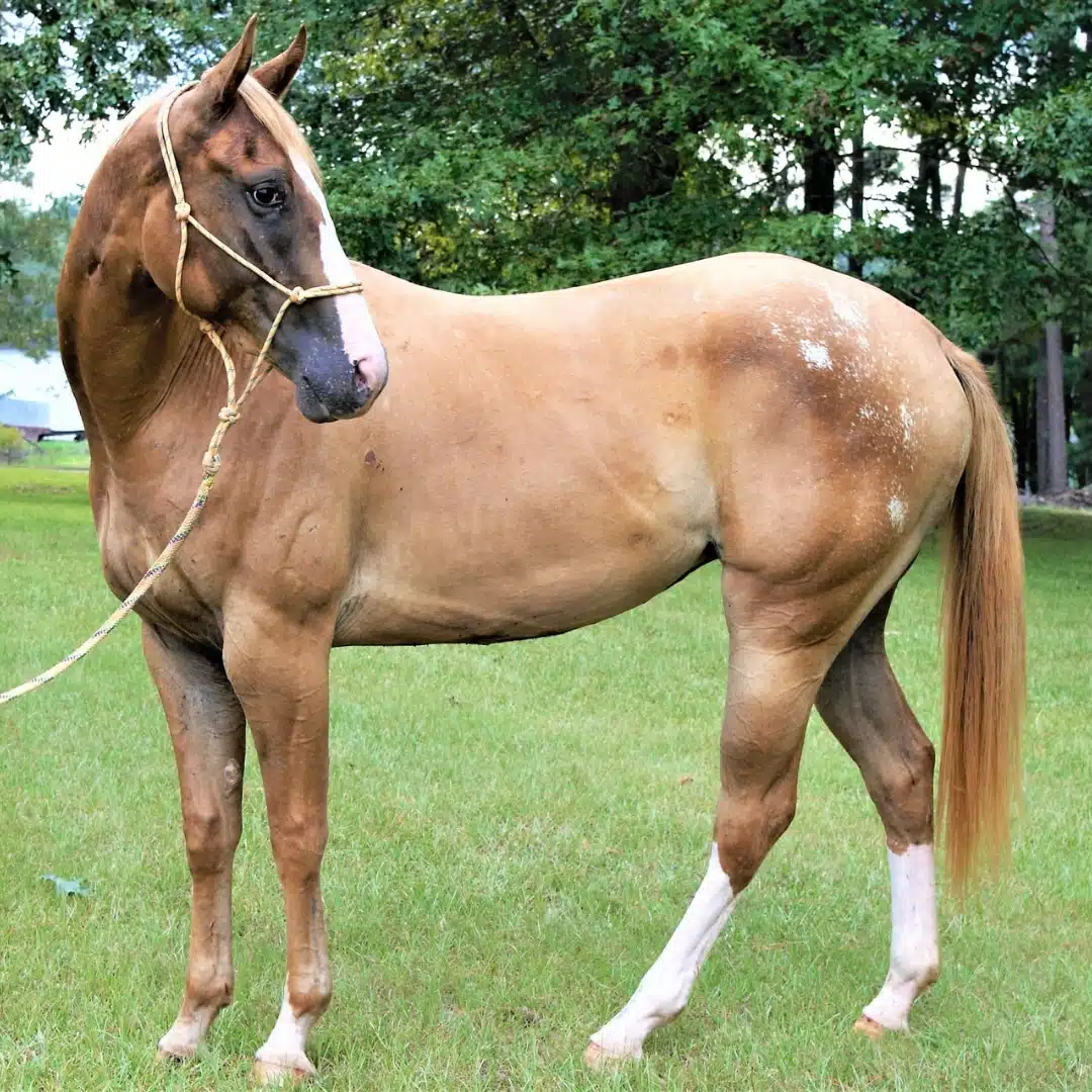 anatomía del estómago del caballo