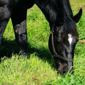 Tipos de Alimento para Caballos: Forrajes, Concentrados y Suplementos