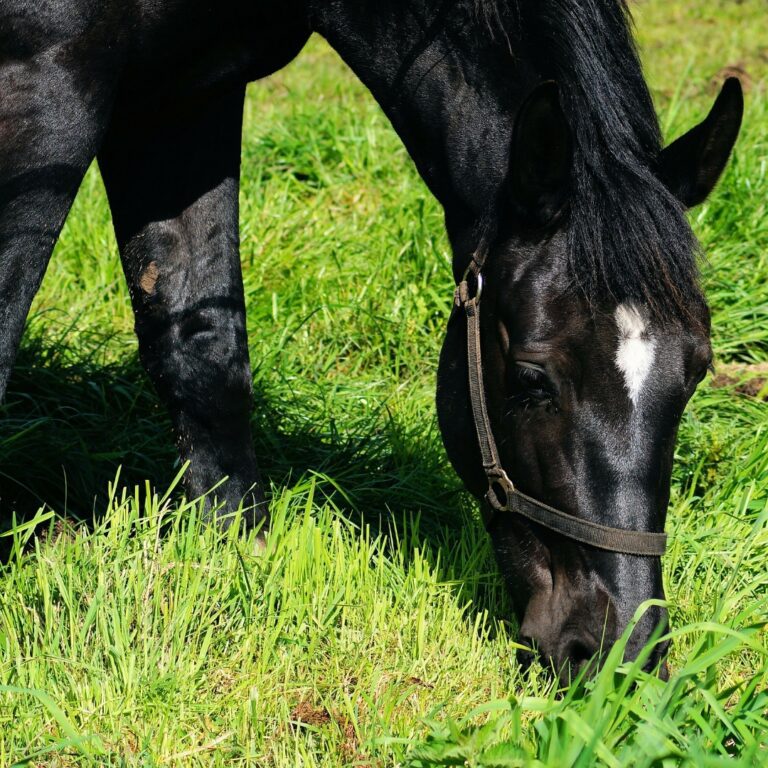 Tipos de Alimento para Caballos: Forrajes, Concentrados y Suplementos
