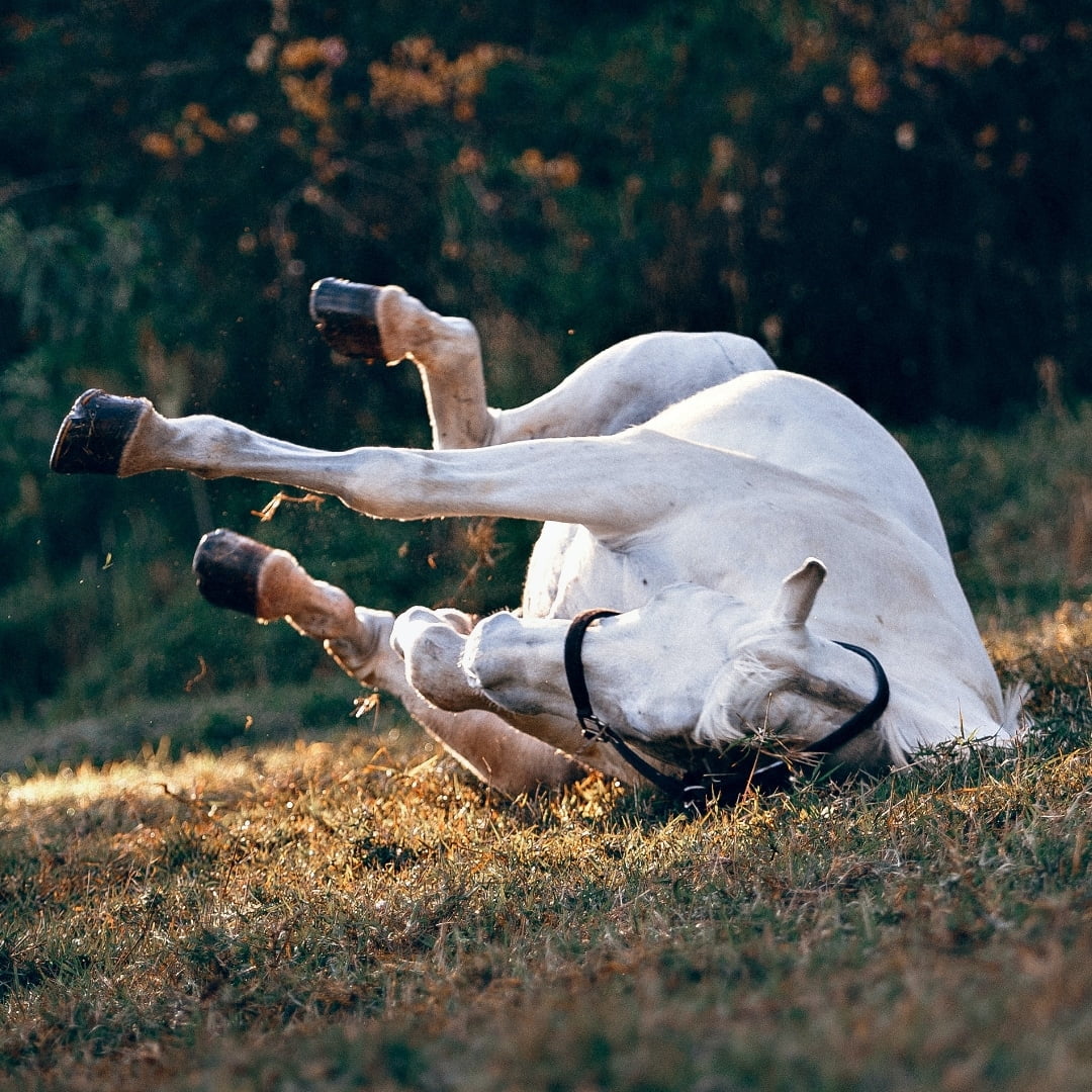 Tipos de Cólico Equino: Los 6 Más Frecuentes en Caballos