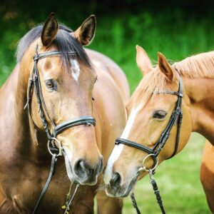 Vacunación de Caballos: Calendario Anual para Vacunar